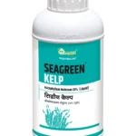 Seagreen Kelp