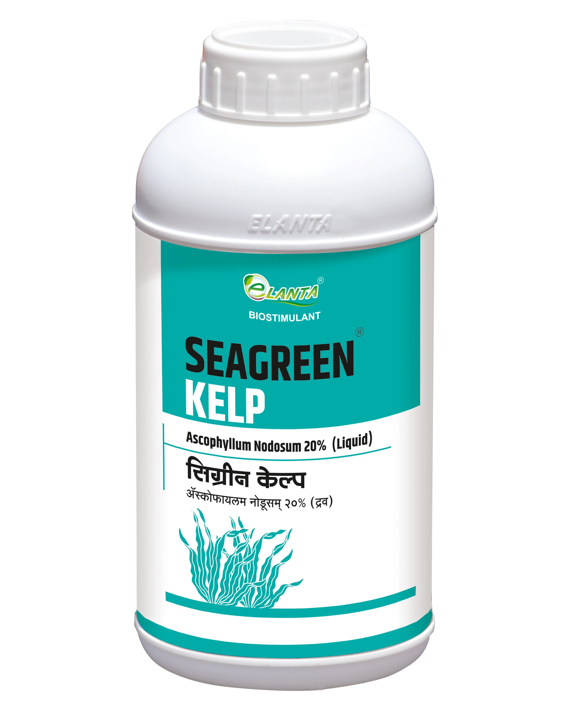 Seagreen Kelp